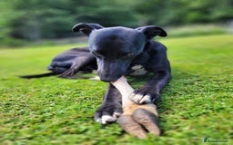 Lurcher dogs for stud: 🌟 Lurcher Stud Available 🌟  - Image 3