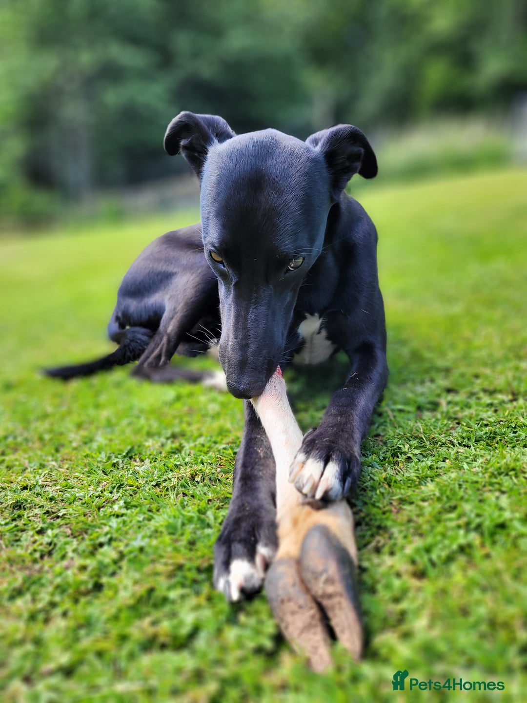 Lurcher dogs for stud: 🌟 Lurcher Stud Available 🌟  - Image 3