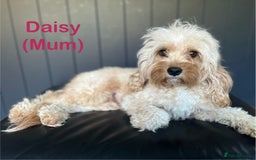 Cavapoo dogs for sale: Gorgeous F1B Cavapoo puppies  - Image 11
