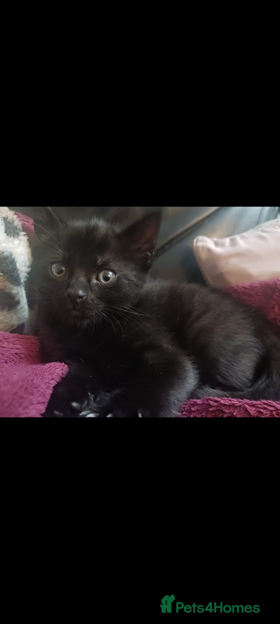 Mixed Breed cats for sale: Black fluffy kittens  - Advert 4