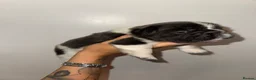 French Bulldog dogs for sale: Beautiful French Bulldog Puppies - Advert 7