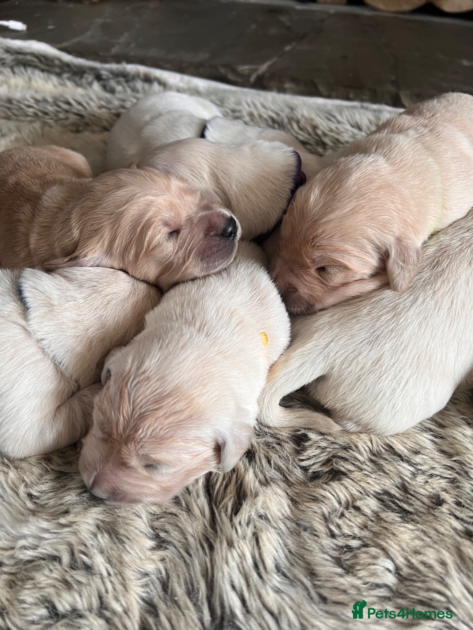 Golden Retriever dogs Exceptional Golden retriever litter - Advert 9