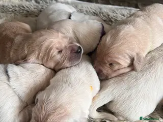 Golden Retriever dogs Exceptional Golden retriever litter - Advert 9
