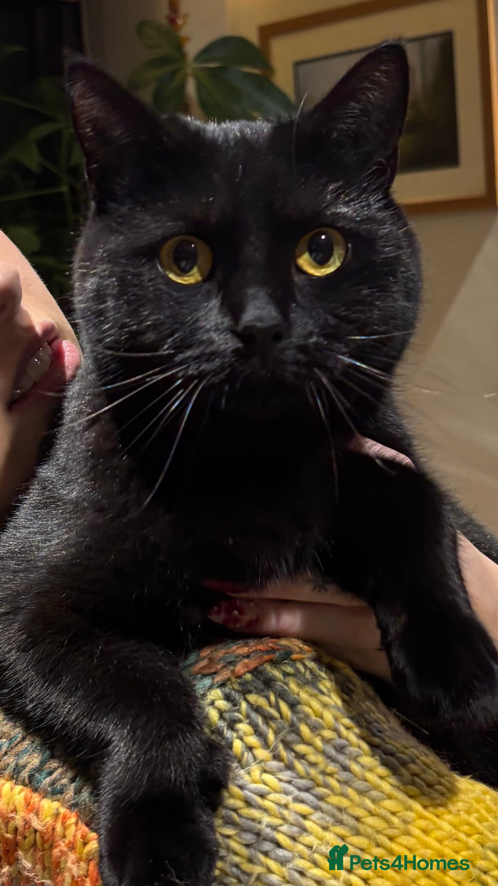 Mixed Breed cats Indoor cat looking for loving home - Advert 1