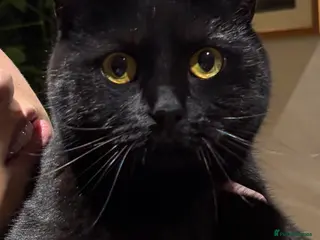 Mixed Breed cats Indoor cat looking for loving home - Advert 1