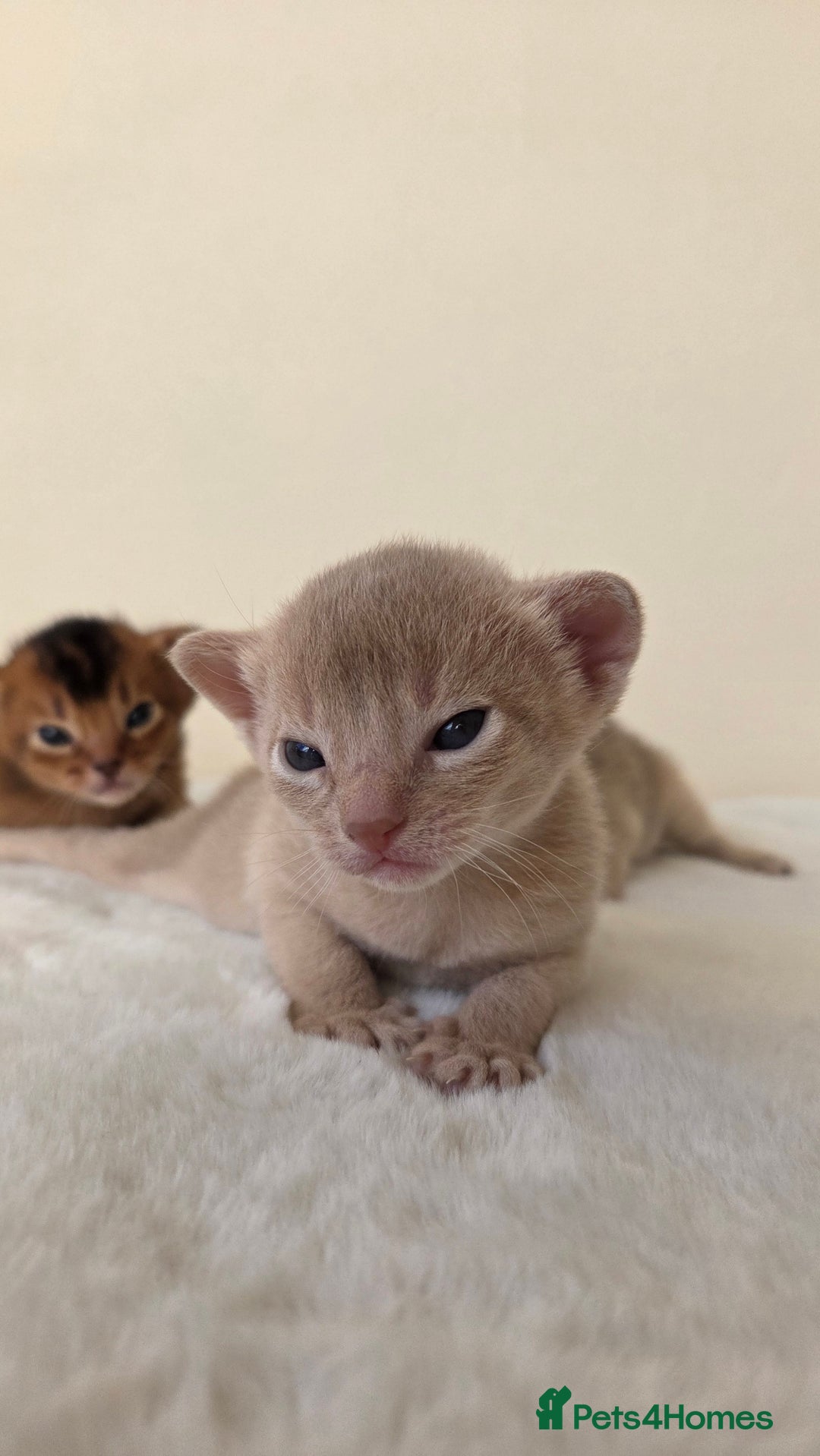 Abyssinian cats for sale: TICA-registered Abyssinian kittens - Advert 4