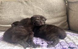 Maine Coon cats for sale: Maine coon x BSH babies  - Image 9