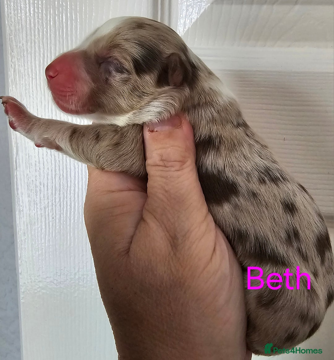 Border Collie dogs for sale: Border collie puppies  - Image 9