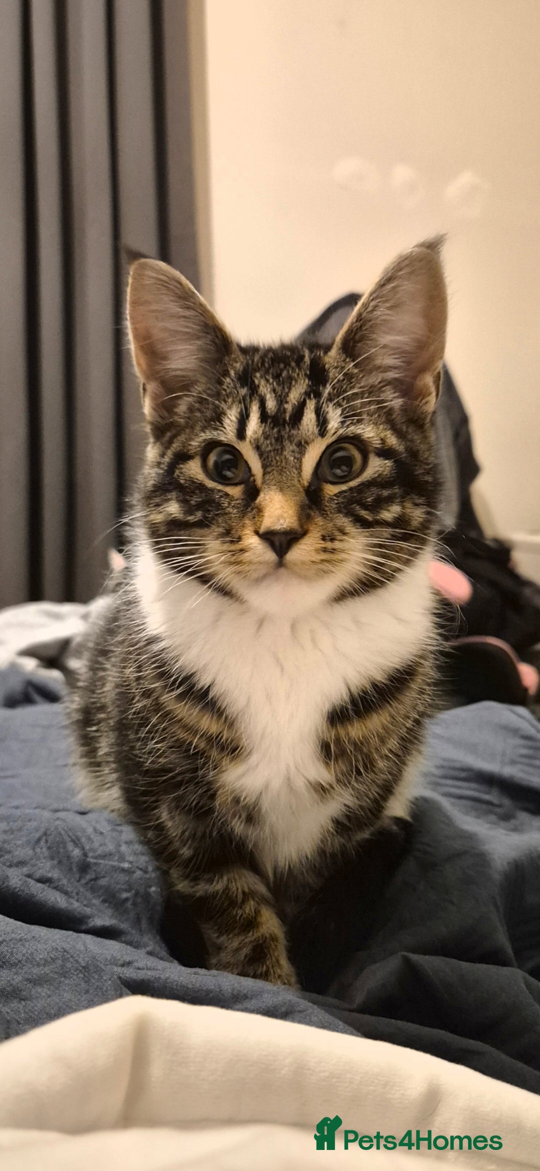 Mixed Breed cats for sale: 6-Month-Old Male Cat – Playful & Affectionate - Advert 2