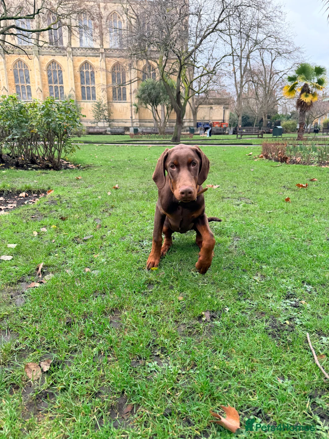 Dobermann dogs for sale: Dobermann pup (KC Registered Exceptional Parents) - Advert 2