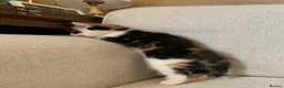 Mixed Breed cats for sale: Kittens Seeking Forever Homes! - Advert 8