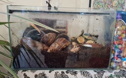 Snails invertebrates for sale: 3 African land snails and tank. - Image 3