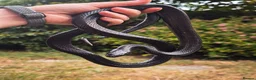 King Snake reptiles for sale: Mexican black kingsnake female  in Cardiff - Advert 3