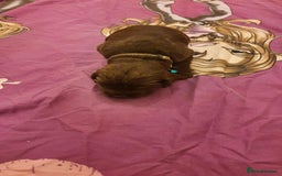 Mixed Breed dogs for sale: Cockerdor x english springer spaniel  - Image 12