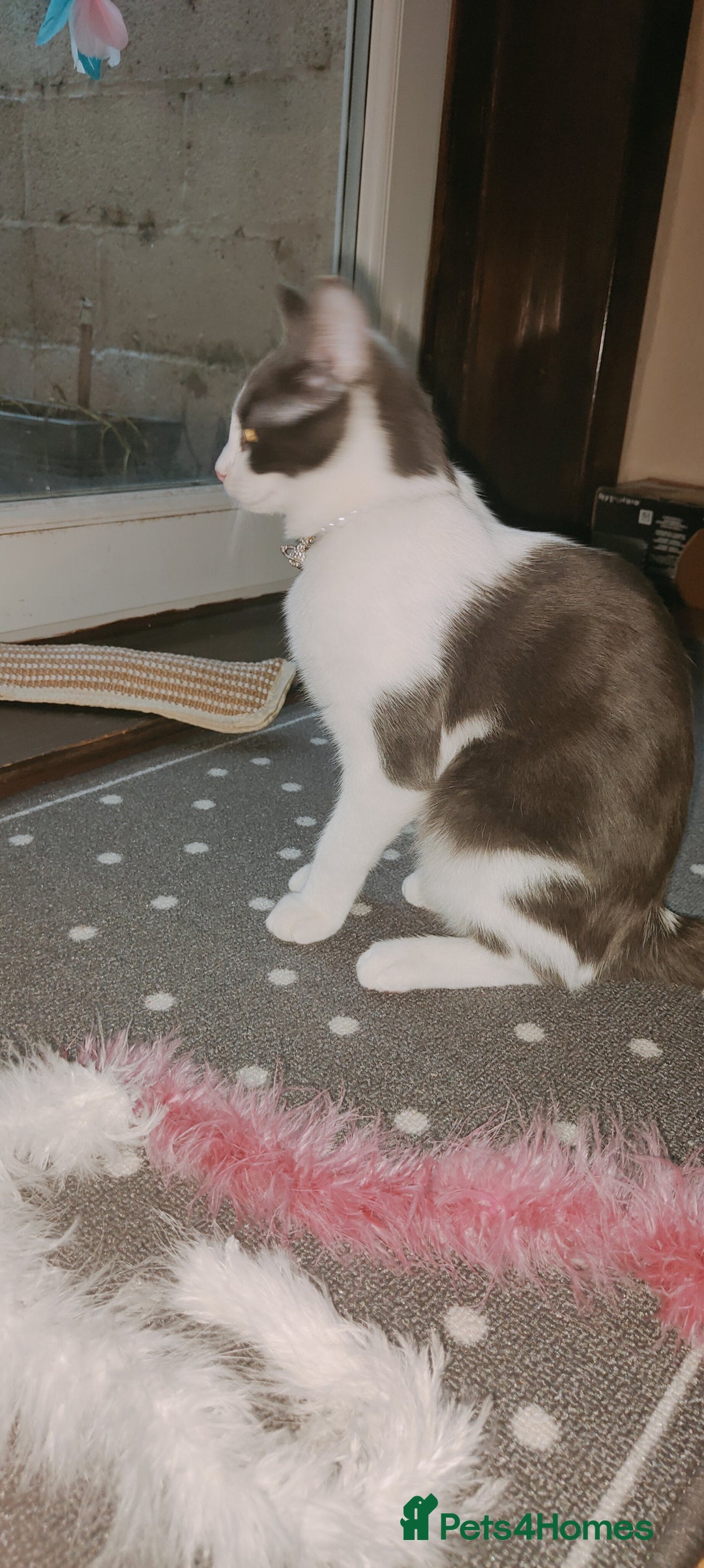 Ragdoll cats for sale: Ragdoll mix bred - Advert 2