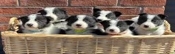 Border Collie dogs for sale: Border Collie Puppies - Advert 2