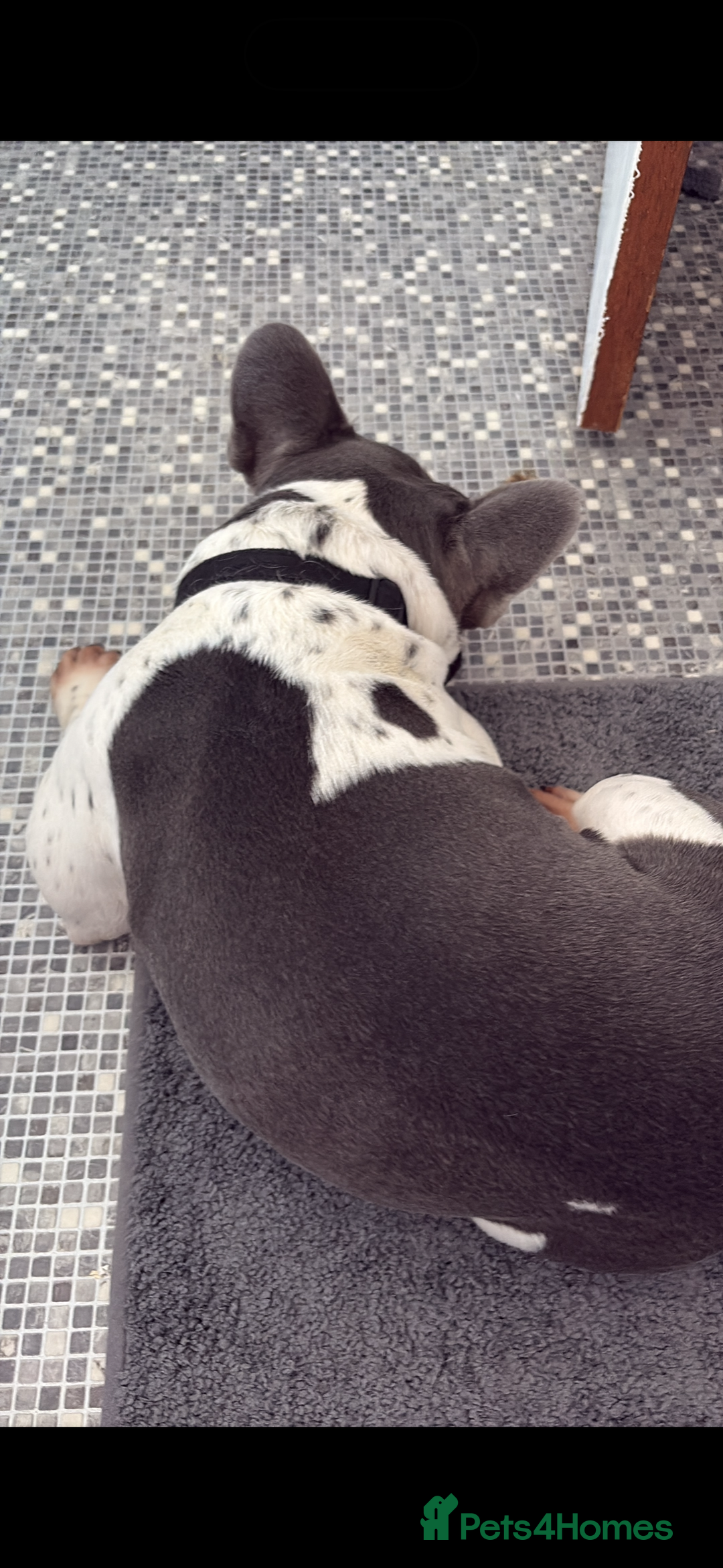 French Bulldog dogs for sale: 4 year old male frenchie needing rehomed - Image 5