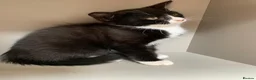 Mixed Breed cats for sale: Kittens  - Advert 5