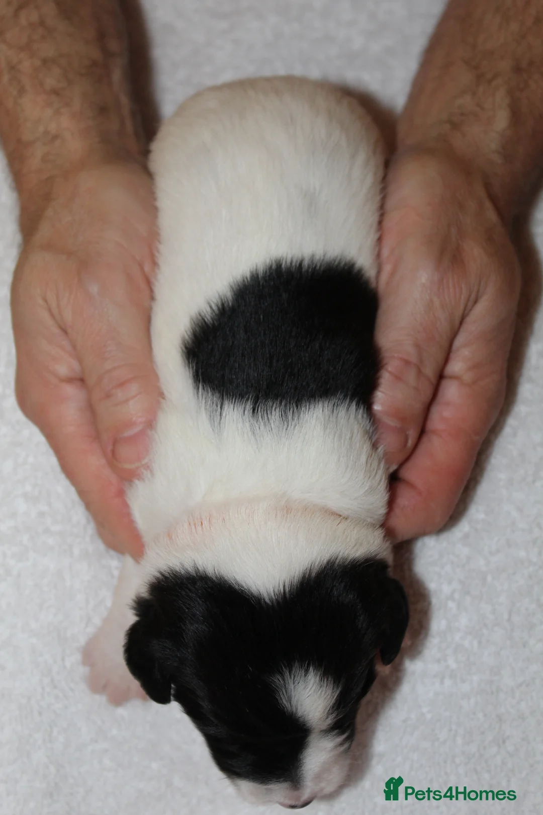 Sprollie dogs for sale: Intelligent & Affectionate Sprollie Puppies  - Advert 22