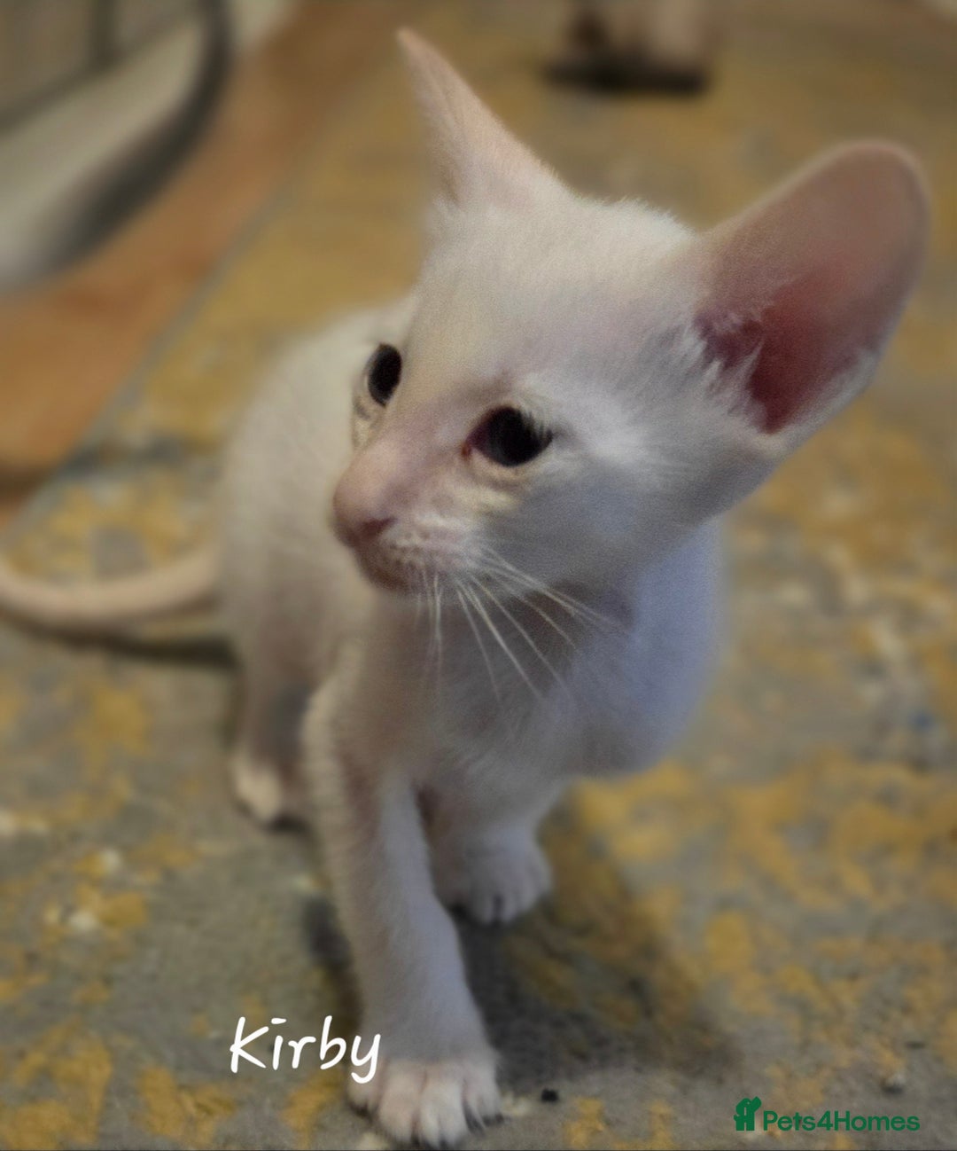 Siamese cats for sale: 8 super soft purebred GCCF reg Siamese - Image 11