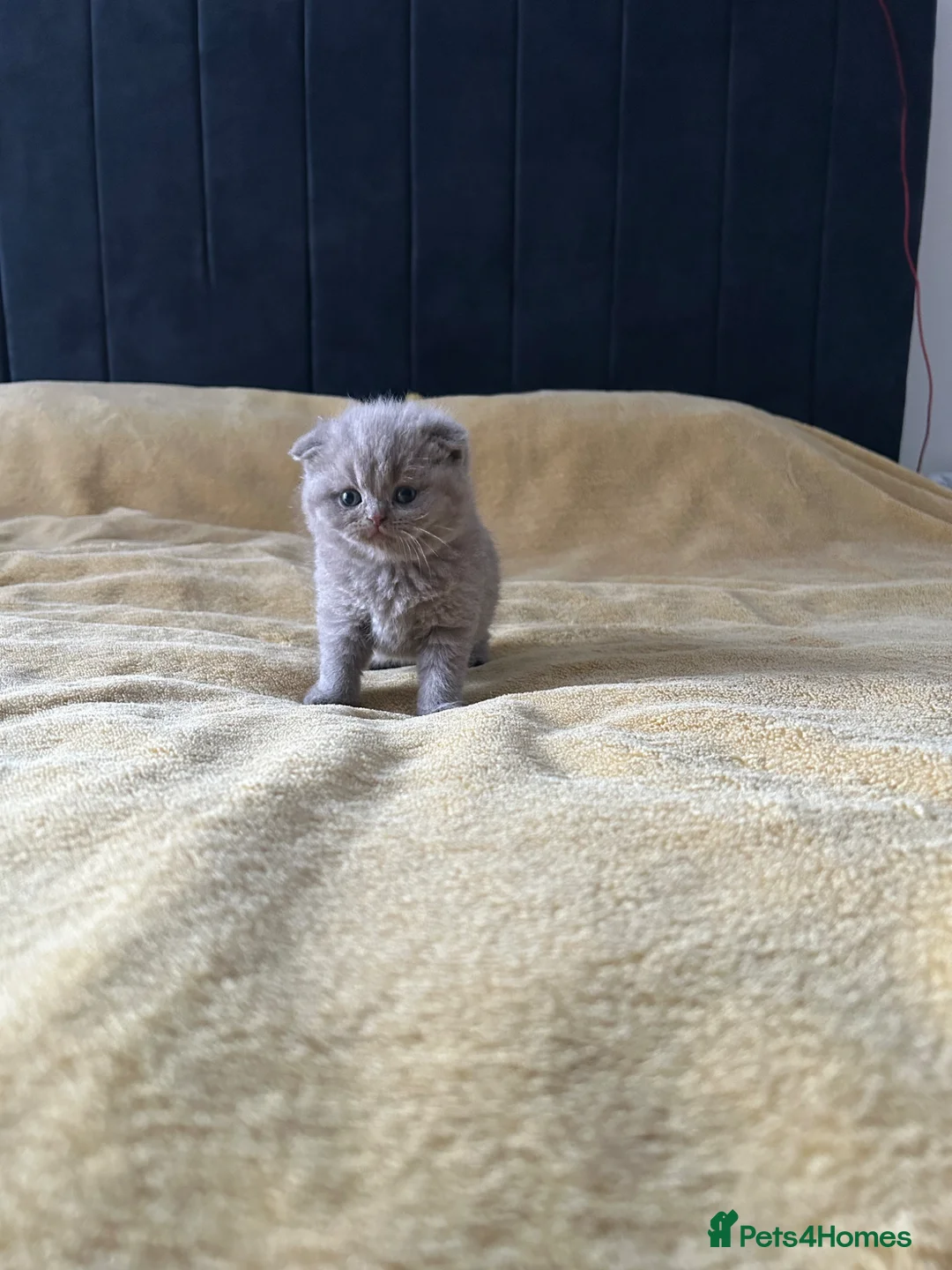 Scottish Fold cats for sale: For sale Scottish fold  kittens.  - Advert 2