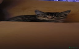 Mixed Breed cats for sale: Maine Coon x Turkish Angora  - Image 5