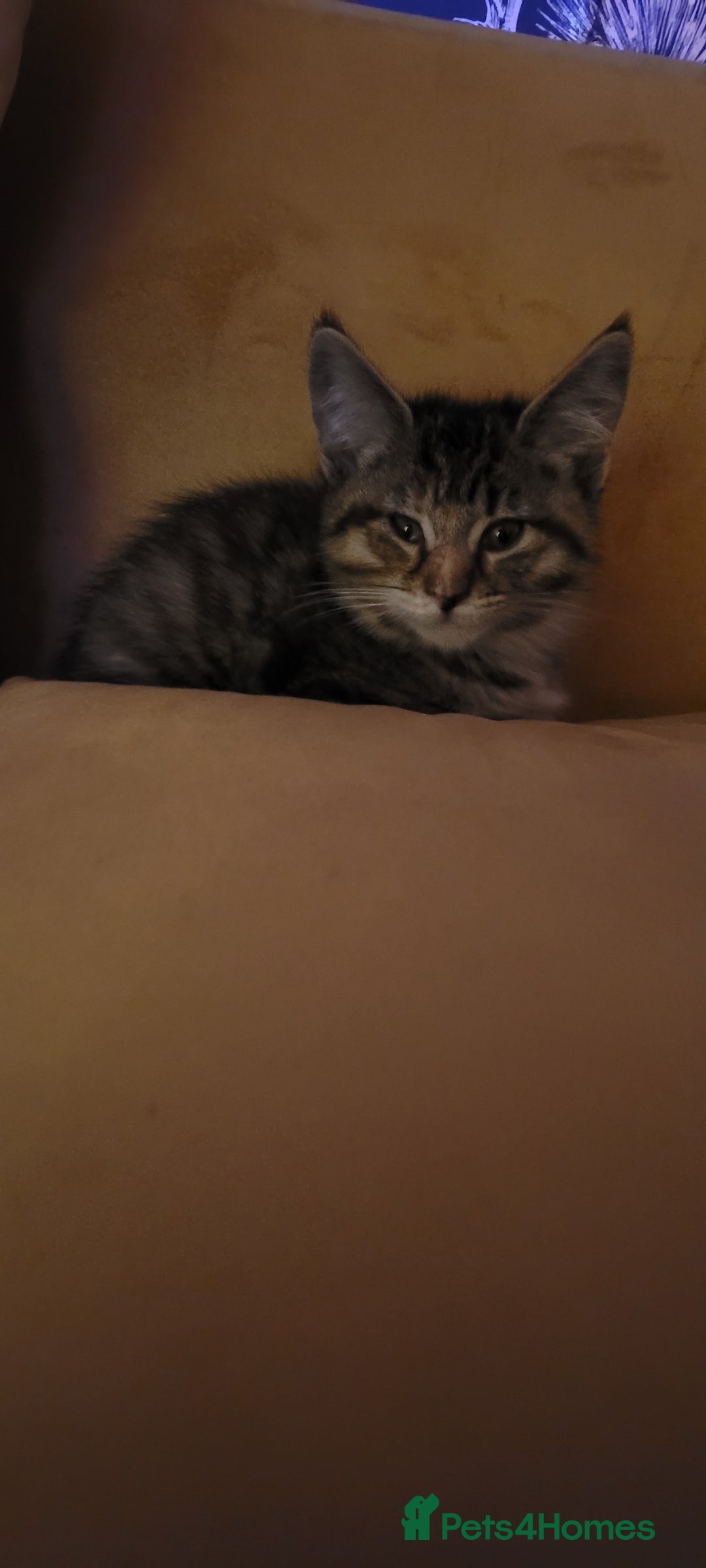 Mixed Breed cats for sale: Maine Coon x Turkish Angora  - Image 5