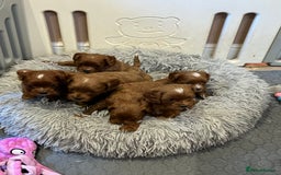 Cavapoo dogs for sale: Merlesque ⭐️⭐️⭐️⭐️⭐️F1 Cavapoos 200 DNA - Image 28