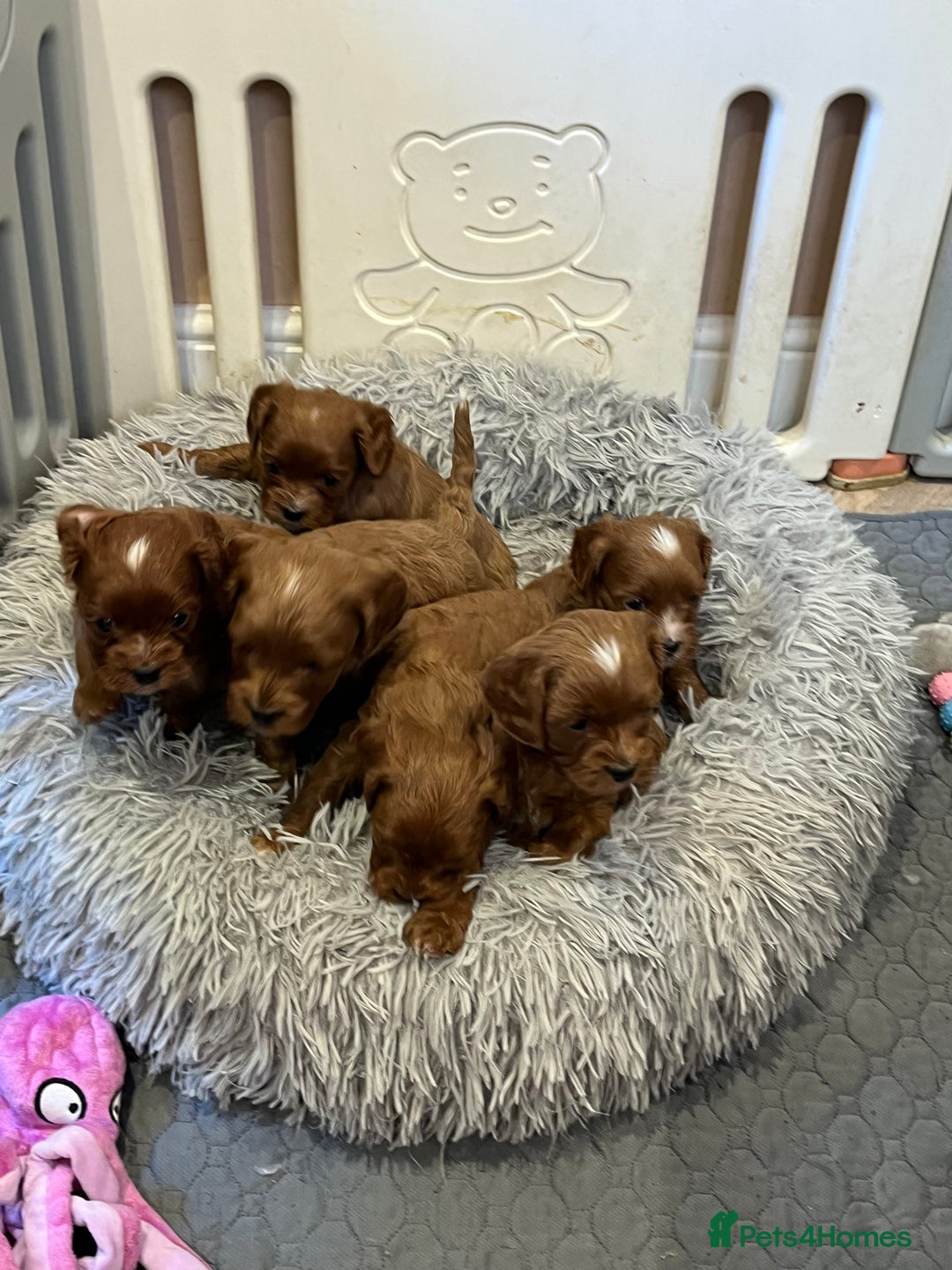 Cavapoo dogs for sale: Merlesque ⭐️⭐️⭐️⭐️⭐️F1 Cavapoos 200 DNA - Image 28