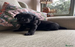 Labrador Retriever dogs for sale: Labradors  - Image 6