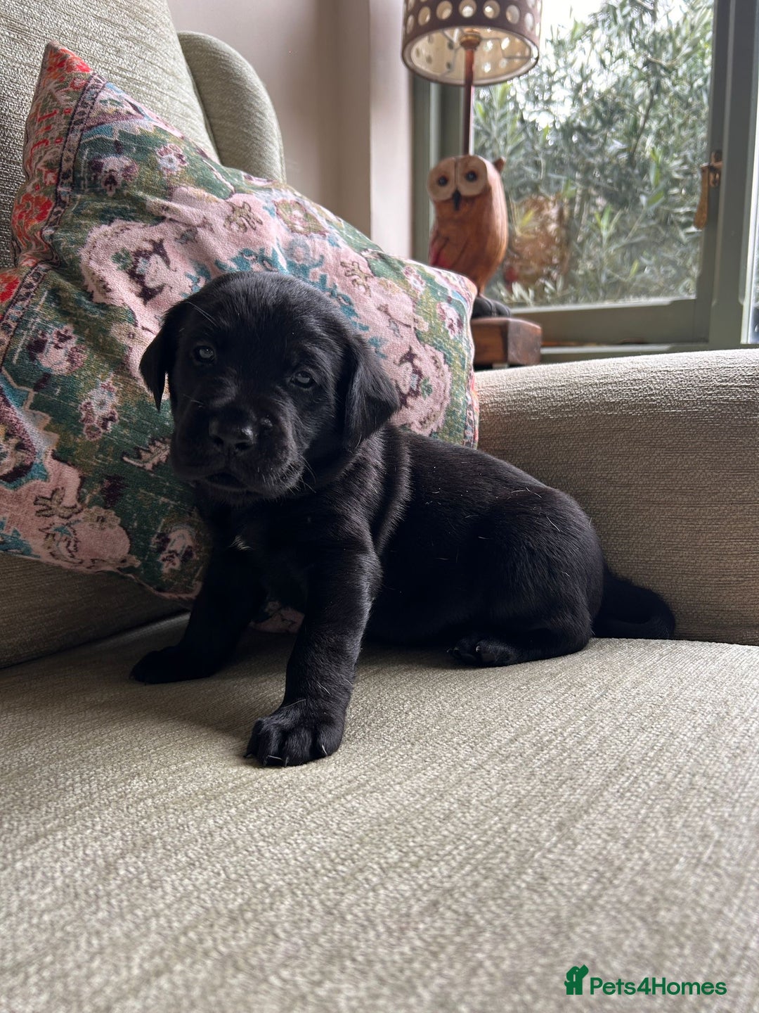 Labrador Retriever dogs for sale: Labradors  - Image 6