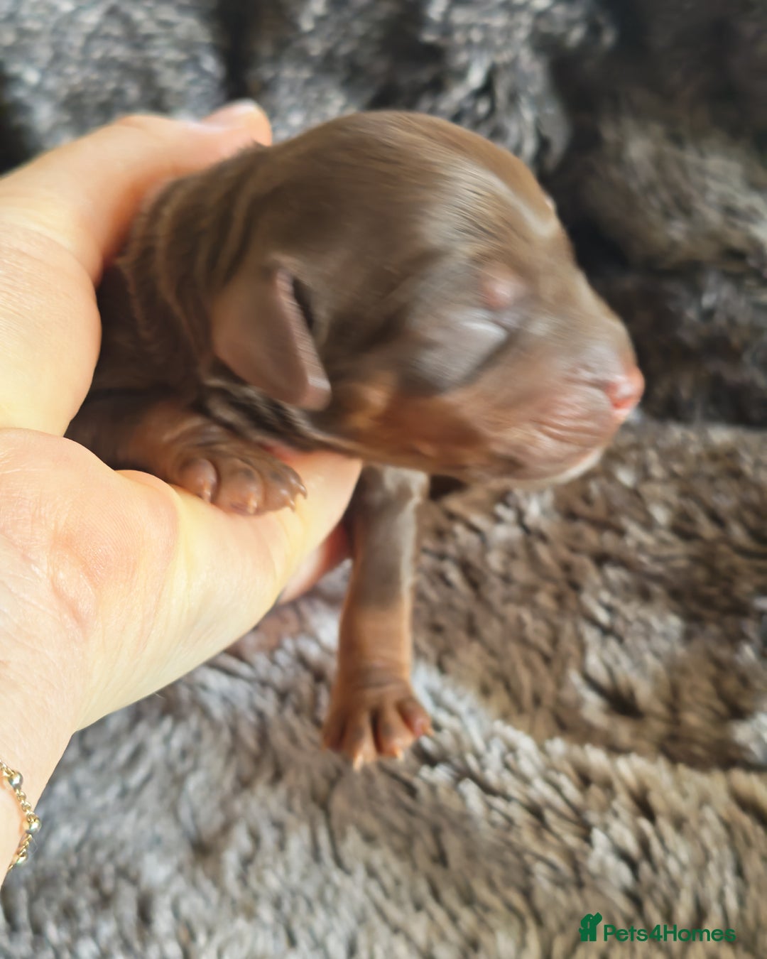 Cockapoo dogs for sale: Cockapoos F1 DNA Health tested patents - Advert 24