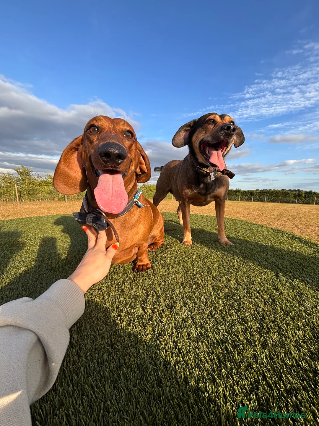 Dachshund dogs for sale: Red pedigree Dachshund  - Advert 5