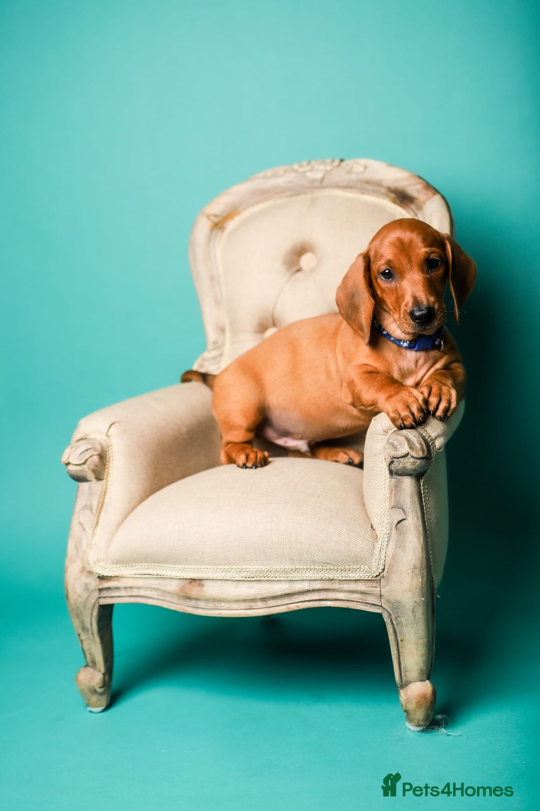 Dachshund dogs for sale: Standard smooth dachshunds males  - Image 10