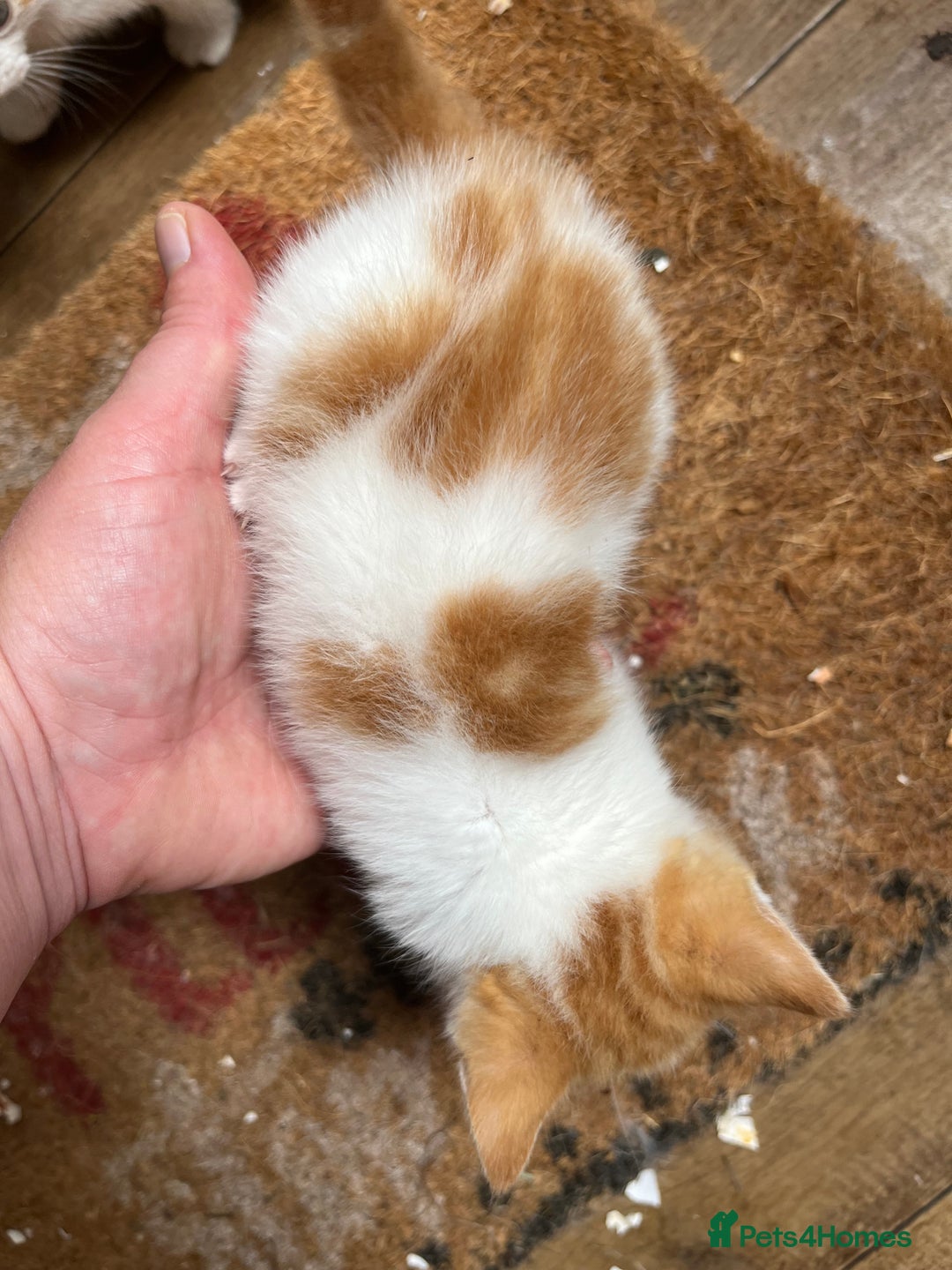 Mixed Breed cats for sale: Mixed litter  - Image 9