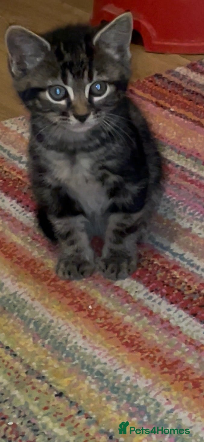 Mixed Breed cats Beautiful bunch looking for forever homes.❤️ - Advert 6