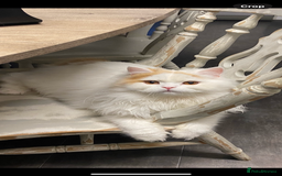British Longhair cats for sale:  😻 BEAUTIFUL BLH 😻 2 boys READY TO LEAVE  in Milton Keynes - Image 13