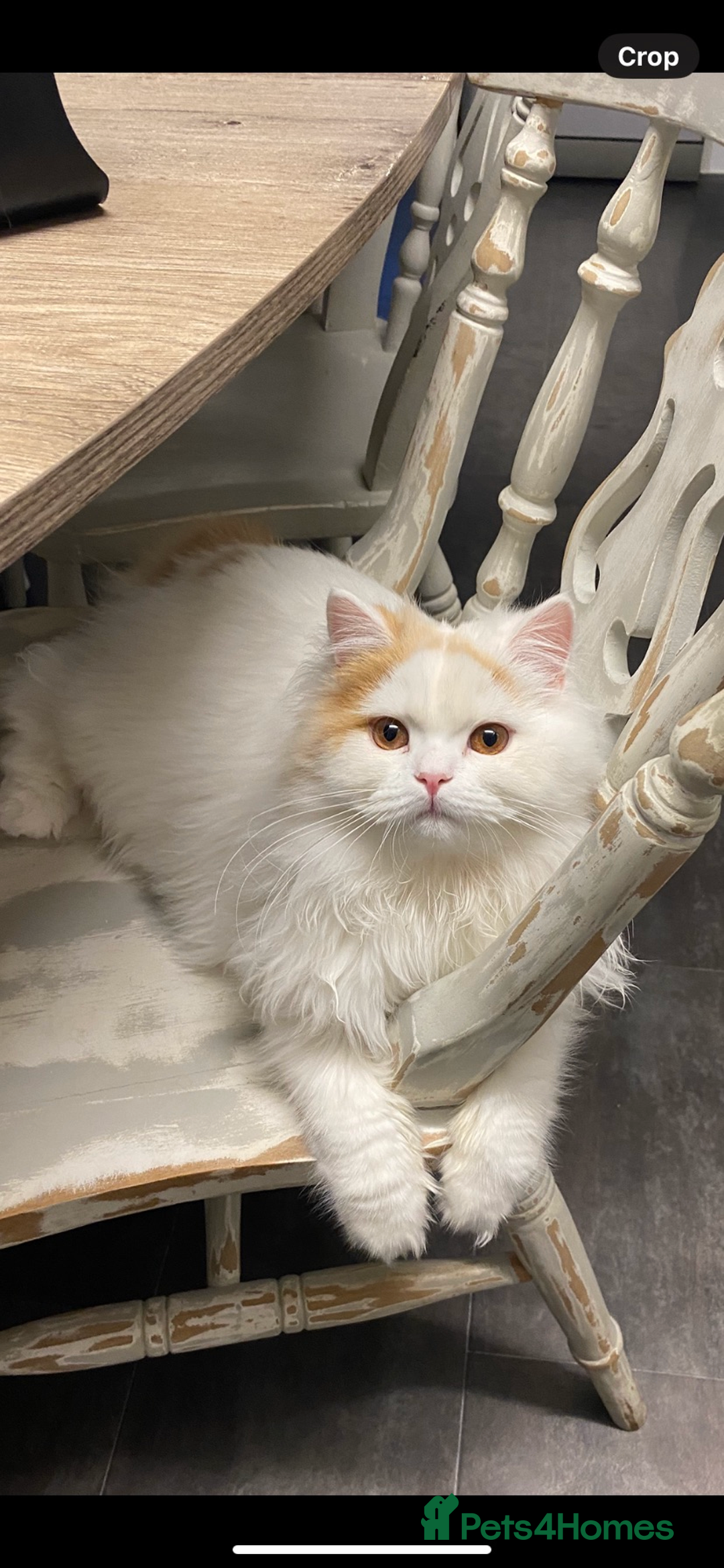 British Longhair cats for sale:  😻 BEAUTIFUL BLH 😻 2 boys READY TO LEAVE  in Milton Keynes - Image 13