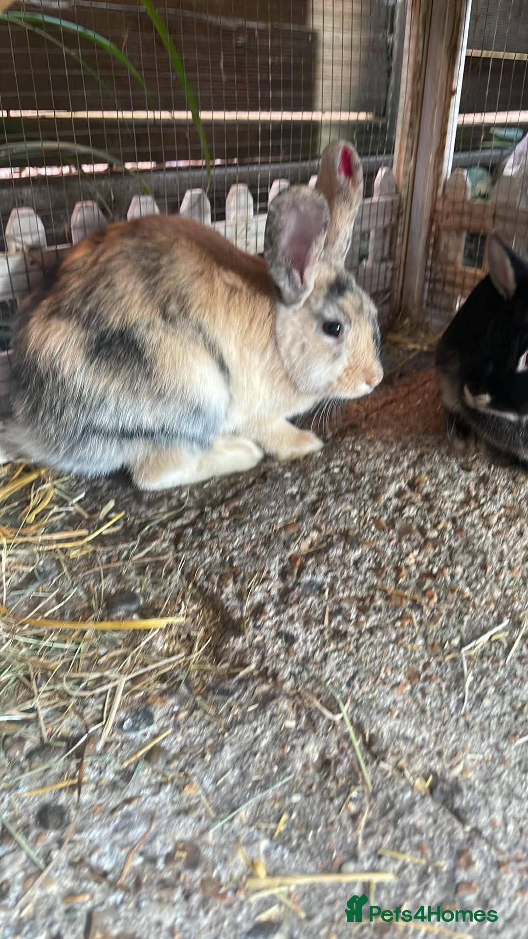 Netherland Dwarf rabbits Rabbits for sale - Advert 2