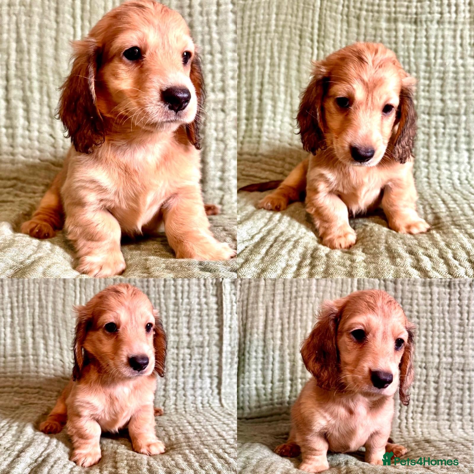 Miniature Dachshund dogs Long hair cream dachshund puppies for sale  - Advert 2