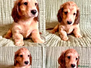 Miniature Dachshund dogs Long hair cream dachshund puppies for sale - Advert 2