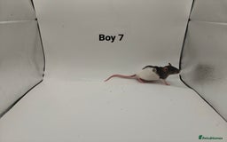 Rat rodents for sale: October Litters: 32 Rats For Sale - Image 23