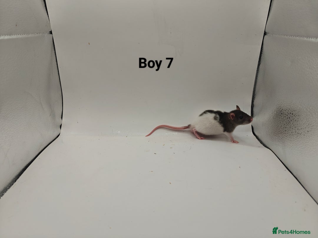 Rat rodents for sale: October Litters: 32 Rats For Sale - Image 23