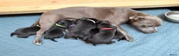 Staffordshire Bull Terrier dogs for sale: Staffordshire Bull Terrier Puppies (KC Registered) - Advert 1