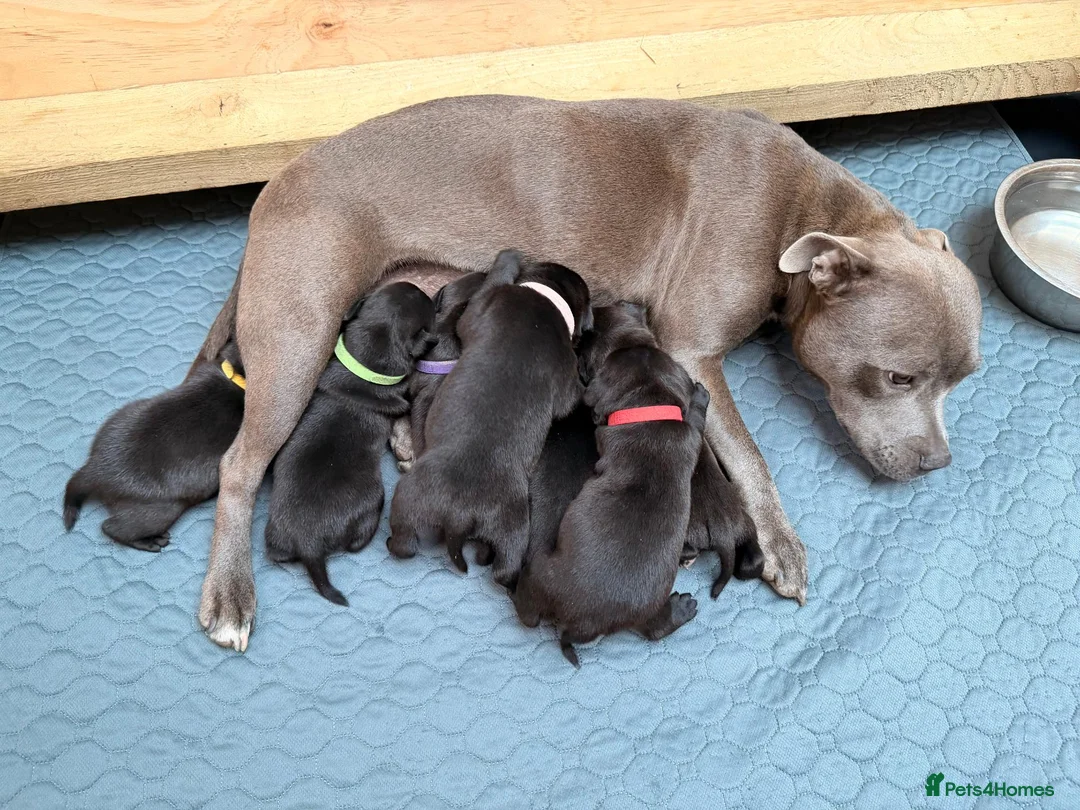 Staffordshire Bull Terrier dogs for sale: Staffordshire Bull Terrier Puppies (KC Registered) - Advert 1