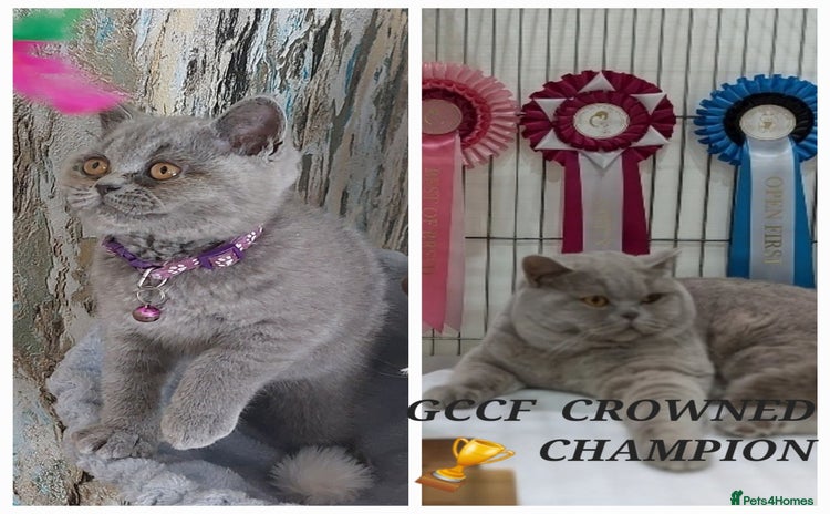 British Shorthair cats in Dudley - Advert 3