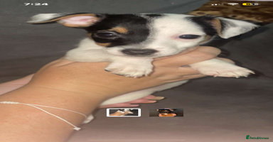 Jack Russell dogs in Sittingbourne - Advert 2