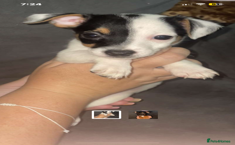 Jack Russell dogs in Sittingbourne - Advert 3