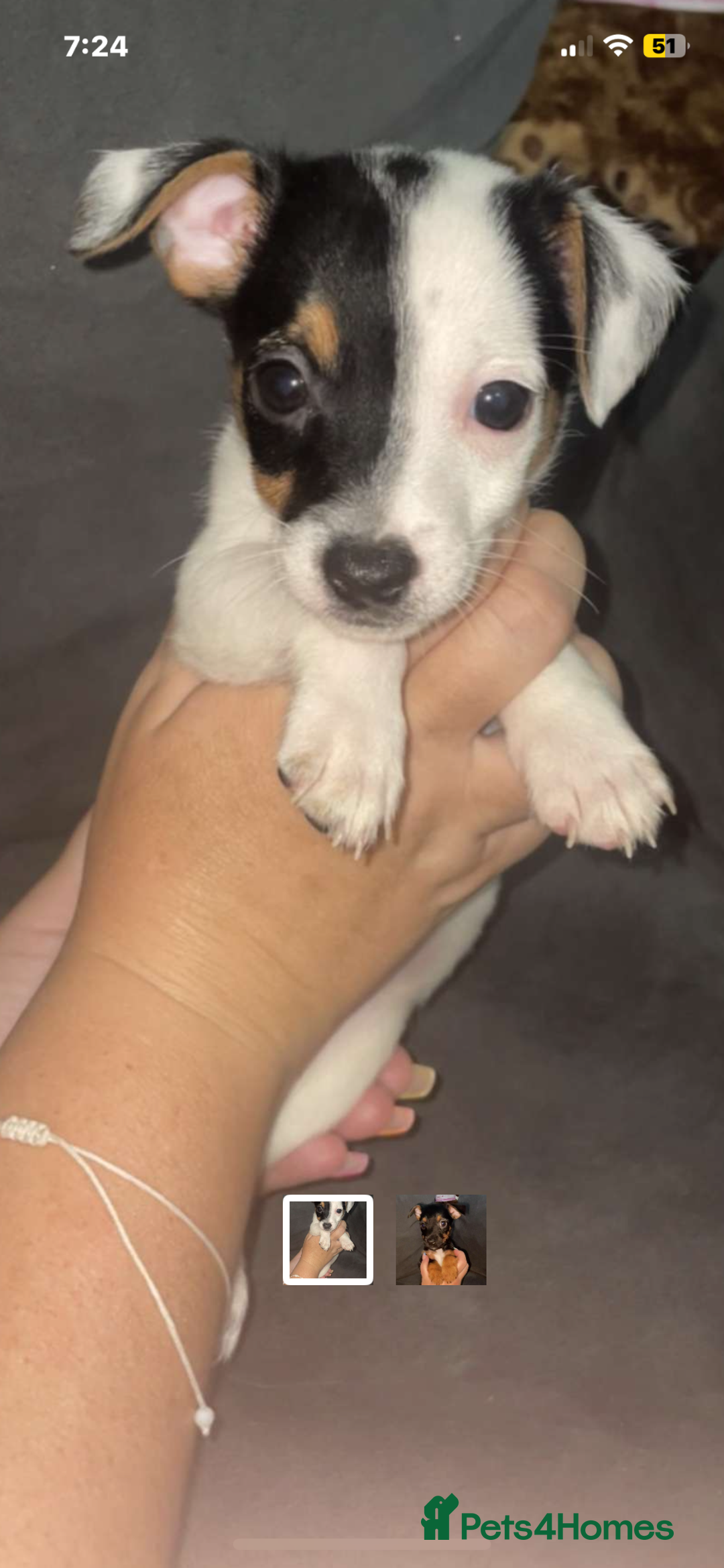 Jack Russell dogs for sale: #Readynow#Miniature Jack Yorkshire terrier pups in Sittingbourne - Image 1