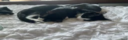 Domestic Shorthair cats for sale: Gorgeous Kittens Ready for their Forever Homes - Advert 5